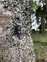 Apterodorcus bacchus