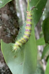 Ormiscodes amphimone