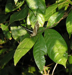 Euthalia recta monilis