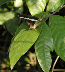 Euthalia recta monilis