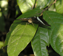 Euthalia recta monilis