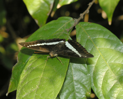 Euthalia recta monilis