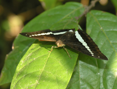 Euthalia recta monilis