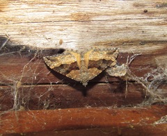 Hydriomena deltoidata