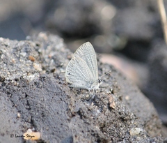 Pseudonacaduba sichela sichela