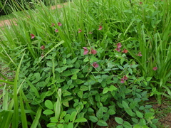 Macroptilium longepedunculatum