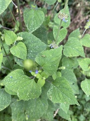 Image of Salvia hyptoides