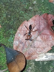 Odontomachus erythrocephalus