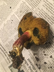 Xerocomellus mendocinensis