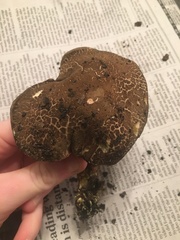 Xerocomellus mendocinensis