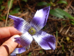 Gentianopsis lanceolata
