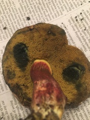Xerocomellus mendocinensis