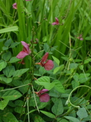 Macroptilium longepedunculatum