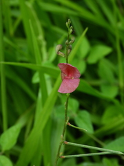 Macroptilium longepedunculatum