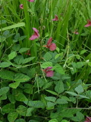 Macroptilium longepedunculatum