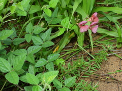 Macroptilium longepedunculatum