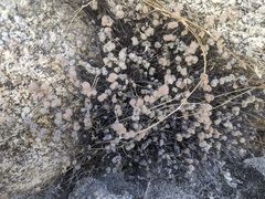Myriopteris parryi