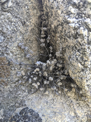 Myriopteris parryi