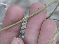 Funastrum hirtellum