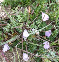 Hypecoum leptocarpum