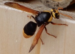 Rhynchium superbum