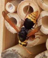 Rhynchium superbum