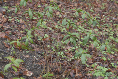 Daphne pontica