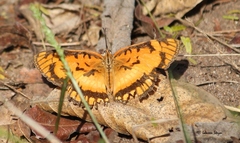 Byblia anvatara acheloia