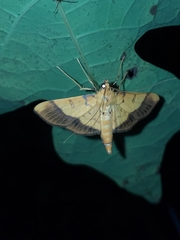 Ategumia