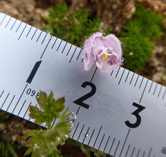 Hypecoum leptocarpum