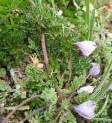 Hypecoum leptocarpum