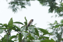 Lonchura leucogastroides