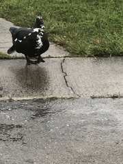 Cairina moschata domestica