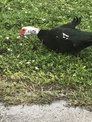 Cairina moschata domestica