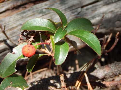 Arbutus occidentalis (Arbutus occidentalis)