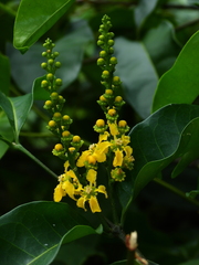Bunchosia apiculata