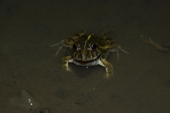 Fejervarya limnocharis