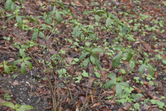 Daphne pontica
