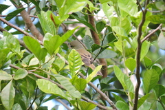 Pachyramphus