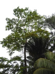 Pterocarpus rohrii