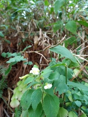 Stemodia peduncularis