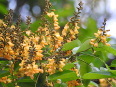 Pterocarpus rohrii