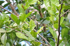 Pachyramphus