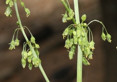 Rumex orthoneurus