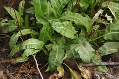 Rumex orthoneurus
