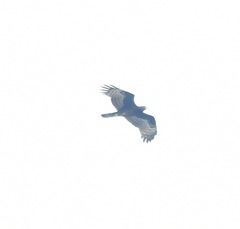 Pernis ptilorhynchus orientalis