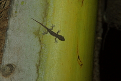 Hemidactylus frenatus