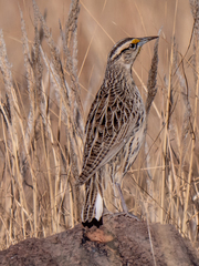 Sturnella magna lilianae