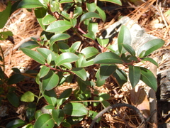 Arbutus occidentalis