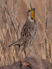 Sturnella magna lilianae